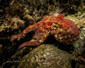 Red Octopus off Maury Island by Chris Mckenna 
